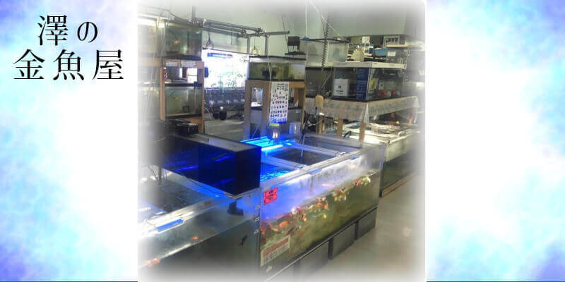 澤の金魚屋